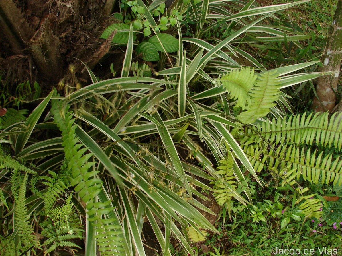 Dianella ensifolia (L.) Redouté